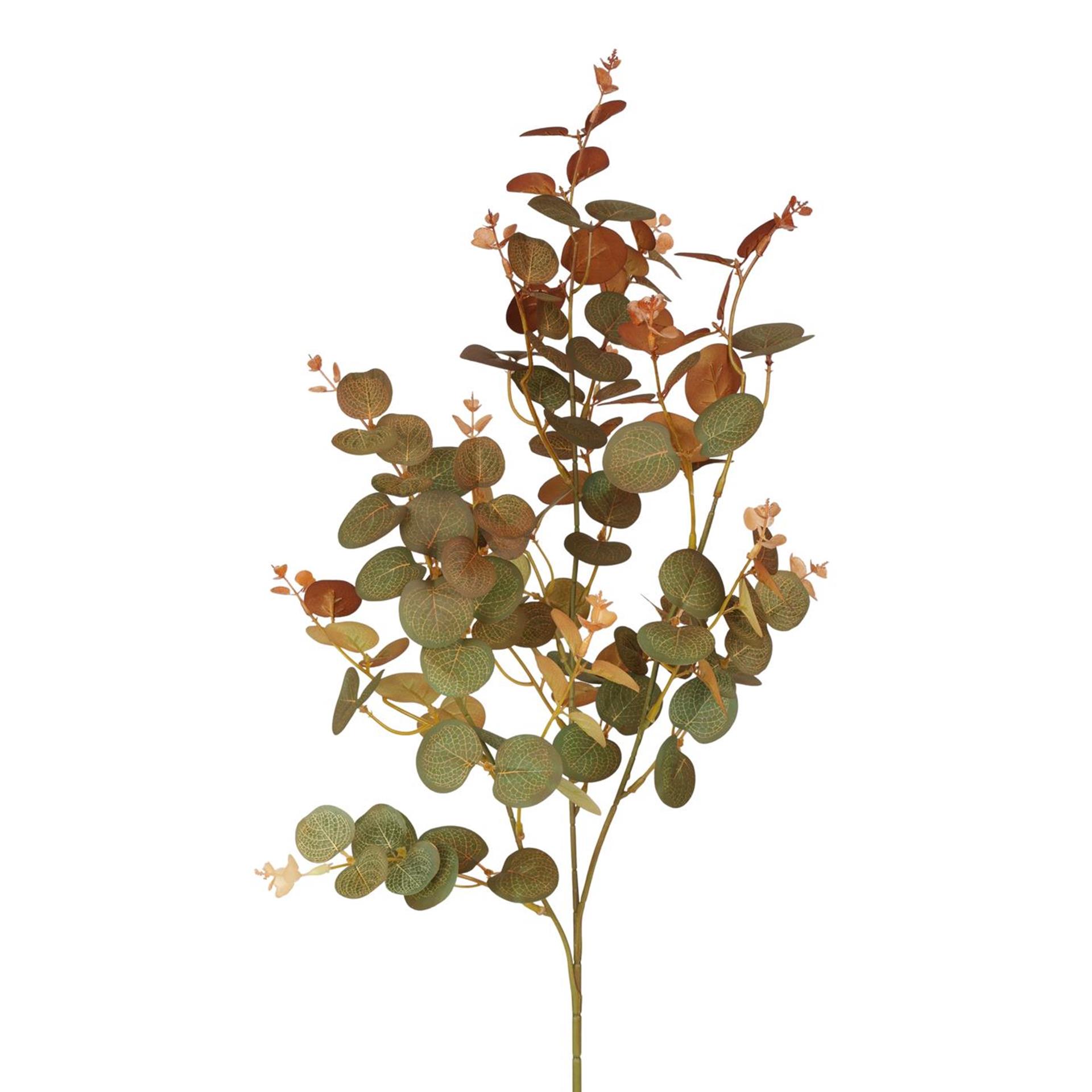 Roberts Collection eucalyptus 80cm groen/coffee